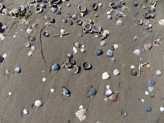 Shells on sandy beach