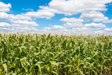 landscape of corn field with blue sky