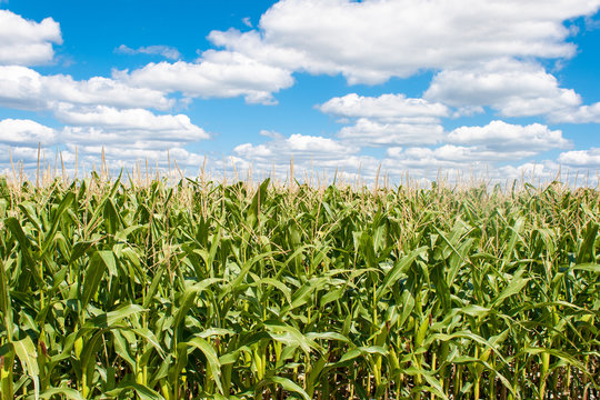 Landscape Of Corn Field With Blue Sky