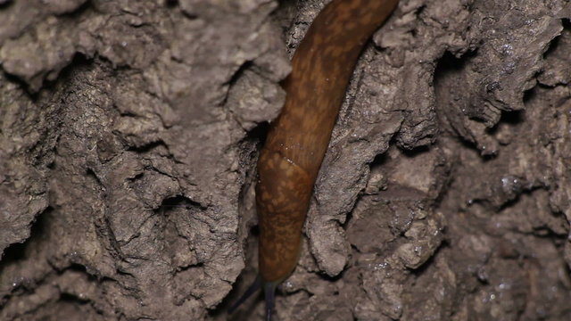 Slugs Crawl on Wood. Night Scene