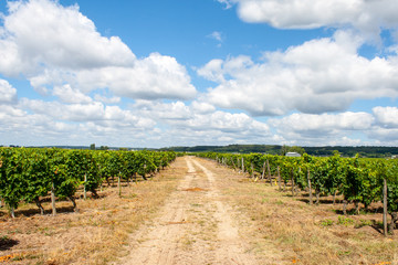 Fototapeta na wymiar landscape of vineyards in the Loire Valley France