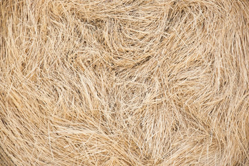 Golden straw texture background, close up