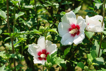 Hibiscus syriacus