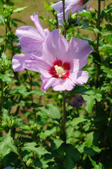 Hibiscus syriacus