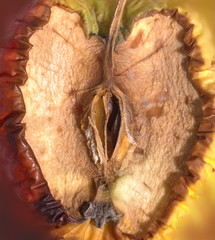 rotten apple