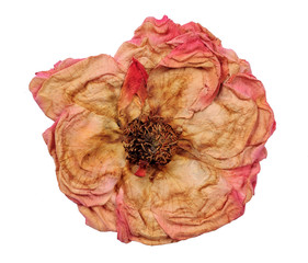 Dried oink rose