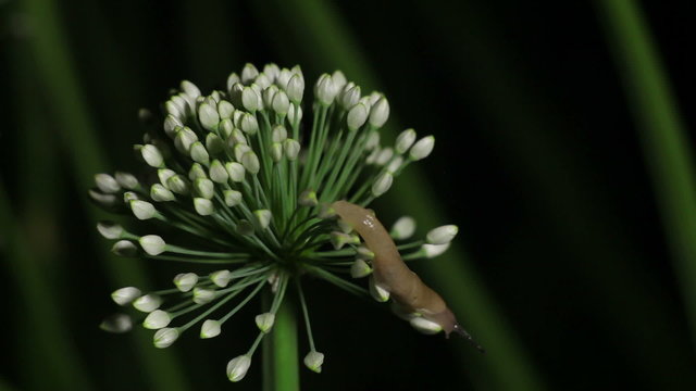 Slugs Crawl on a Flower Callion, Leek. Night Scene