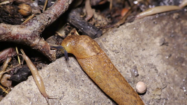 Slugs Crawl on The Ground. Night Scene