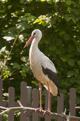 White stork