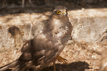 Eurasian sparrowhawk