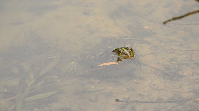 Pool frog or marsh frog floats in water, dips and swims away