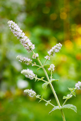 Apfelminze, Pfefferminze, Minze in Blüte, rundblättrige Minze,Mentha suaveolens (rotundifolia), frische Tee im Garten