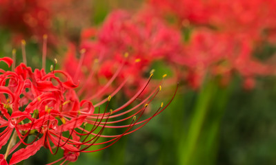 Lycoris radiata
