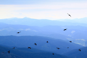 mountains and flying birds