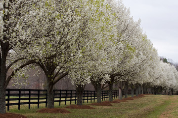 Fototapeta premium Bradford Pear Trees in Bloom Beside a Fence