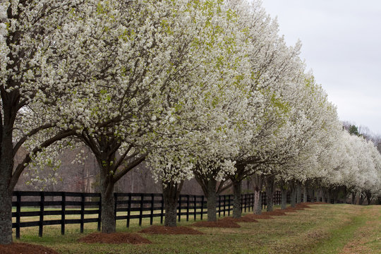 Bradford Pear Trees in Bloom Beside a Fence