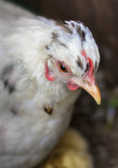 Hen's head