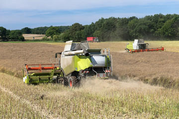 Obraz premium Agricultural engineering at the rape harvest - 2280