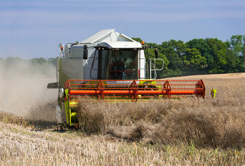 Combine harvester at rape harvest - 2552