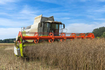 Obraz premium Combine harvester at rape harvest - 2484