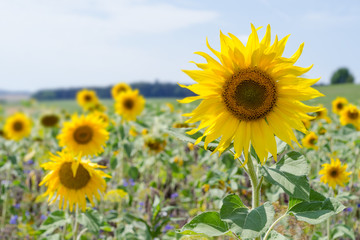 Sonnenblumen im Schwarzwald