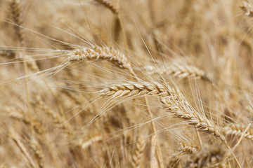 Field of the ripe wheat