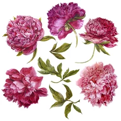 Satz von Aquarell dunkelrosa Pfingstrosen, separate Blumenblattzweige © depiano