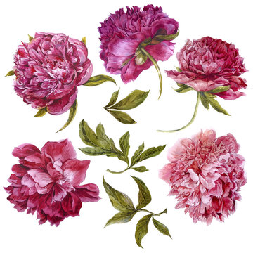 Set of watercolor dark pink peonies, separate flower leaf sprigs