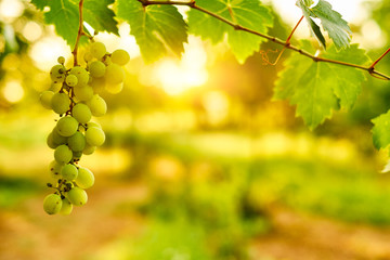 White ripe grape clusters