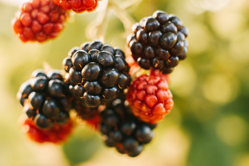 Raspberries on a bush