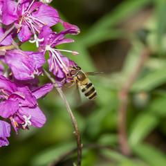 striped fly