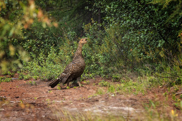 female of capercaillie