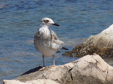 Gray seagull on rock