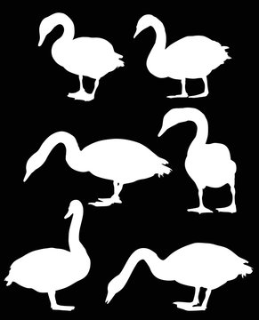 six white isolated swans
