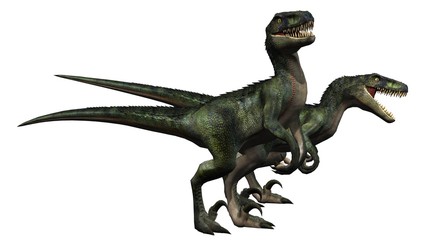 two velociraptors dinosaurs - isolated on white background