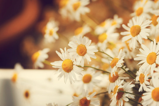 Beautiful sunny chamomile flowers close-up. Toning image
