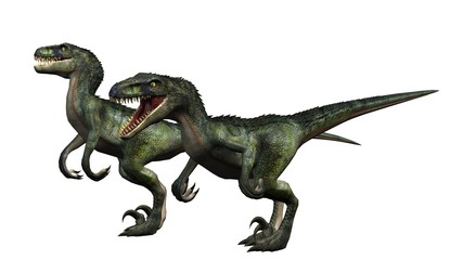 two velociraptors dinosaurs - isolated on white background