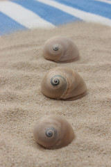 Meeresschneckenhäuser auf Sand mit Strandmatte