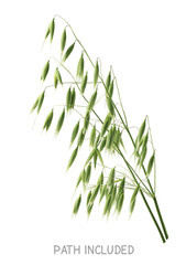 Single isolated oats head path included on white background