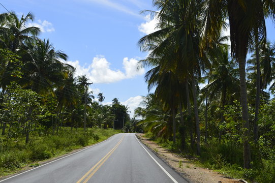 Fototapeta Estrada no meio das plantações de coco
