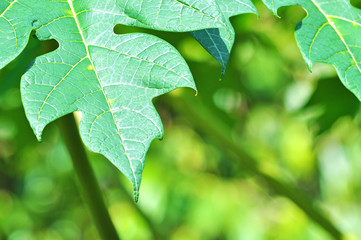 papaya leaves