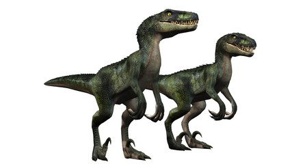 two velociraptors dinosaurs - isolated on white background