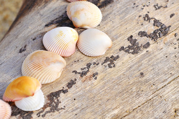 shell clam on the wood at the beach
