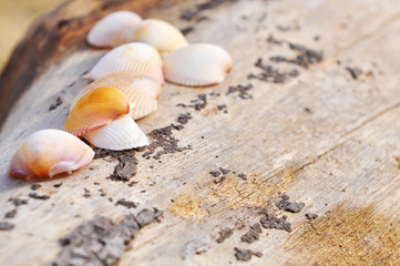 shell clam on the wood at the beach
