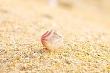 shell clam on the sand at the beach