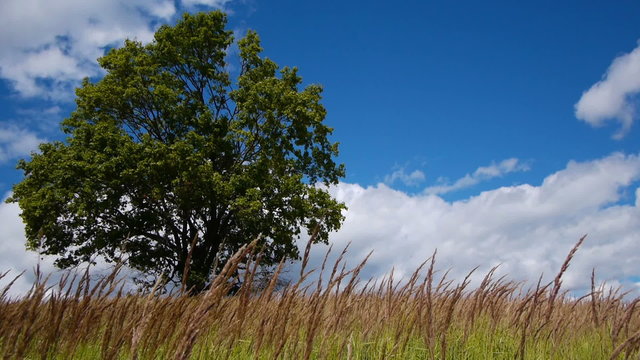 Slider shot of lonely maple on a meadow against sky with clouds
