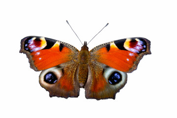 Peacock butterfly (Aglais io)  on white background, isolated