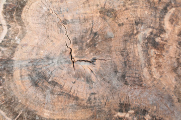 Wood texture of cut tree trunk, close-up