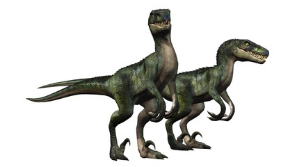 Fototapeta premium two velociraptors dinosaurs - isolated on white background