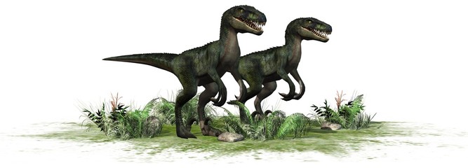 two velociraptors dinosaurs - isolated on white background